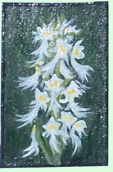 western fringed orchid